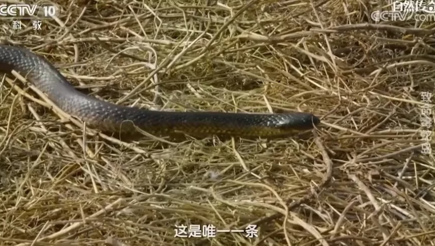 恋爱宝典之馕言文版,管家婆今晚四不像必中一肖图,典故解疑_粉丝版V8.20